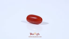 Red Coral - 2.23 Carat