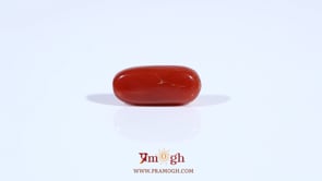 Red Coral - 2.55 Carat