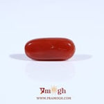 Red Coral - 2.55 Carat
