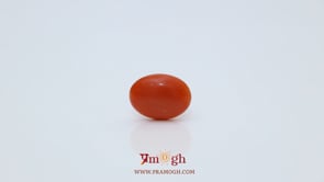 Japanese Red Coral - 2.6 Carat