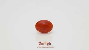 Japanese Red Coral - 3.05 Carat