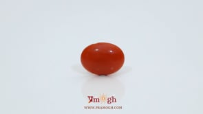 Japanese Red Coral - 2.6 Carat