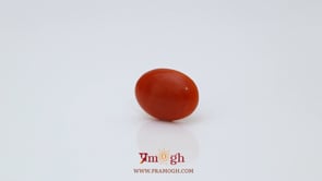 Japanese Red Coral - 2.5 Carat