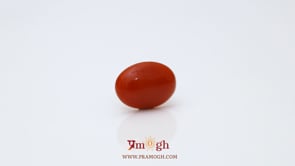 Japanese Red Coral - 2.6 Carat