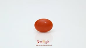 Japanese Red Coral - 2.8 Carat