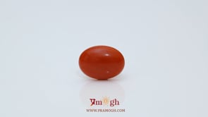 Japanese Red Coral - 2.65 Carat