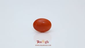 Japanese Red Coral - 3 Carat