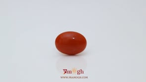 Japanese Red Coral - 2.8 Carat