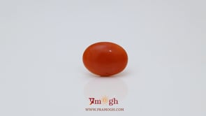 Japanese Red Coral - 2.6 Carat