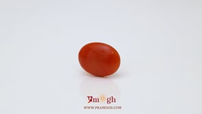 Japanese Red Coral - 2.45 Carat