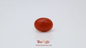 Japanese Red Coral - 3 Carat