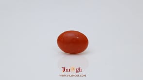 Japanese Red Coral - 2.8 Carat