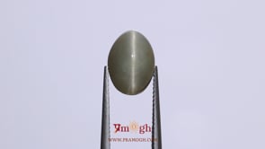 Catseye - 6.55 Carat