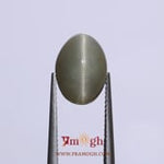 Catseye - 6.55 Carat