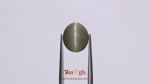 Catseye - 6.5 Carat
