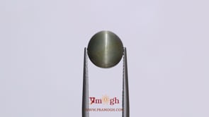Catseye - 5.5 Carat