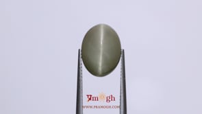 Catseye - 7.85 Carat