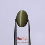 Catseye - 4.75 Carat