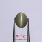 Catseye - 4.75 Carat