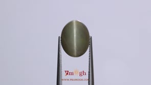 Catseye - 7.2 Carat