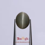 Catseye - 4.85 Carat