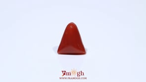 Red Coral - 4.55 Carat