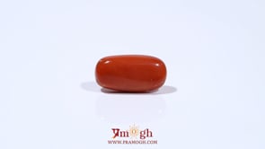 Red Coral - 5.55 Carat