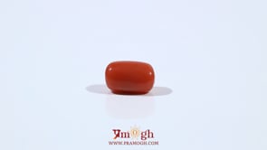 Red Coral - 3.22 Carat