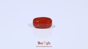 Red Coral - 3.26 Carat