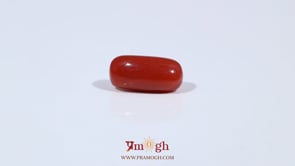 Red Coral - 3.69 Carat