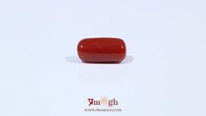 Red Coral - 3.72 Carat