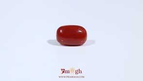 Red Coral - 3.6 Carat
