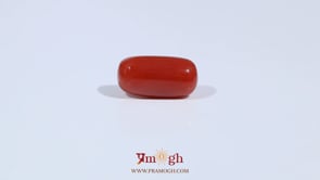 Red Coral - 3.17 Carat