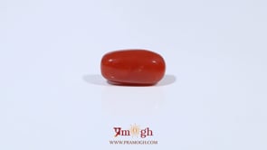 Red Coral - 3.48 Carat