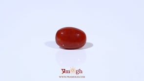 Red Coral - 3.29 Carat