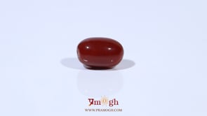 Red Coral - 3.32 Carat