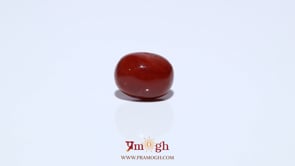 Red Coral - 3.34 Carat