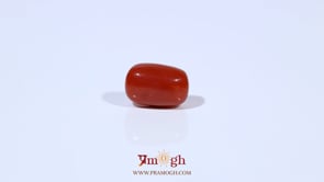 Red Coral - 3.21 Carat