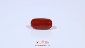 Red Coral - 4.54 Carat