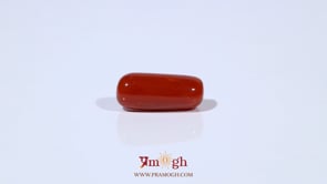Red Coral - 4.8 Carat