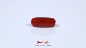 Red Coral - 5.45 Carat