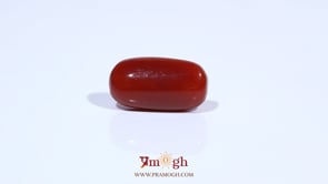 Red Coral - 7.22 Carat