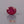 Load and play video in Gallery viewer, Ruby - 3.85 Carat

