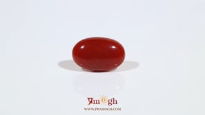 Japanese Red Coral - 3.65 Carat