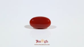 Japanese Red Coral - 3 Carat