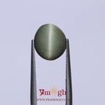 Catseye - 4.8 Carat