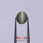 Catseye - 2.75 Carat