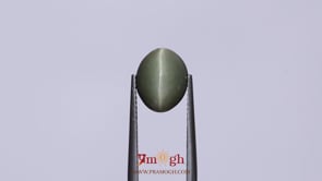 Catseye - 4.8 Carat