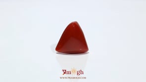 Red Coral - 11.05 Carat