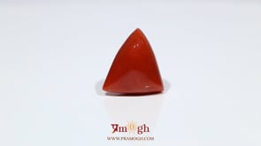 Red Coral - 17.3 Carat